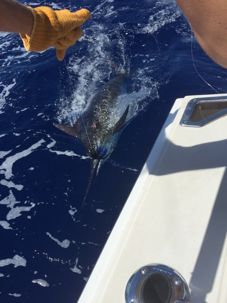 Blue marlin 1