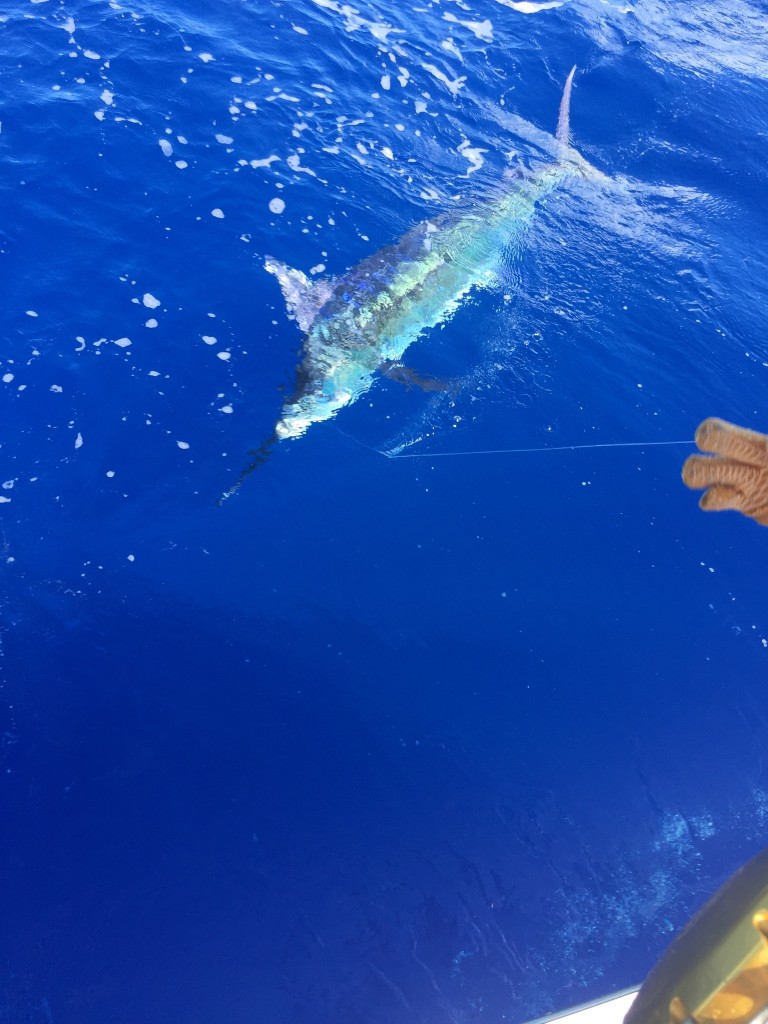blue marlin 3