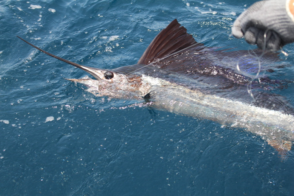 Sailfish Release